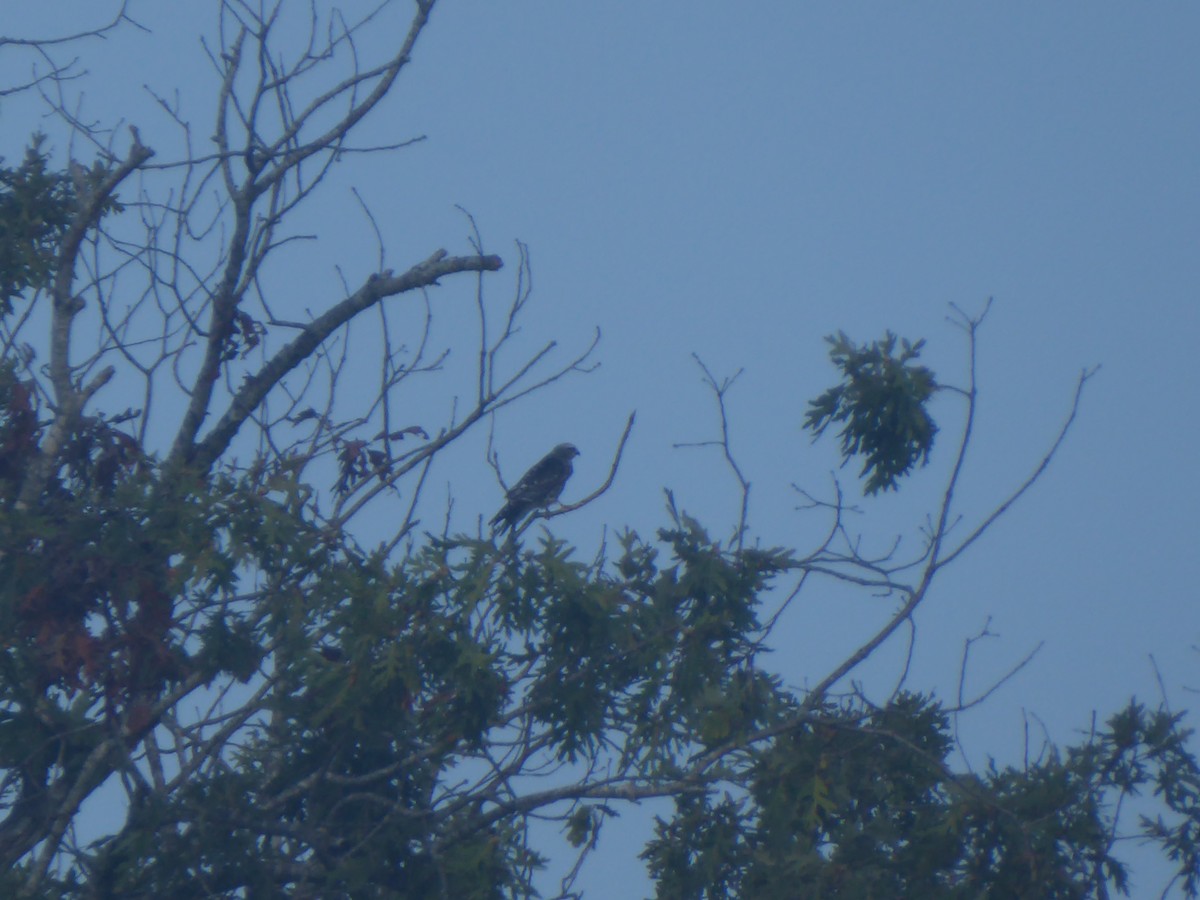 Mississippi Kite - ML640502226