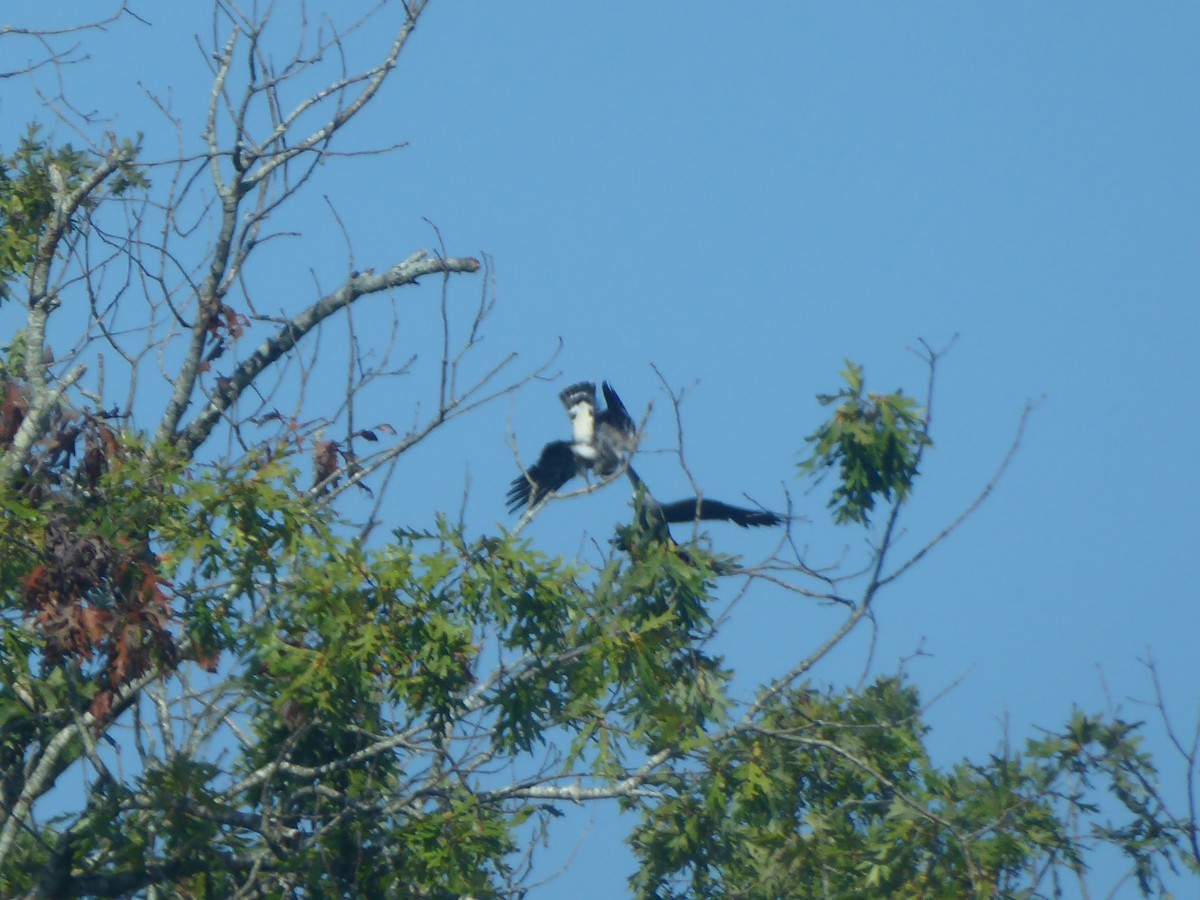 Mississippi Kite - ML640502229