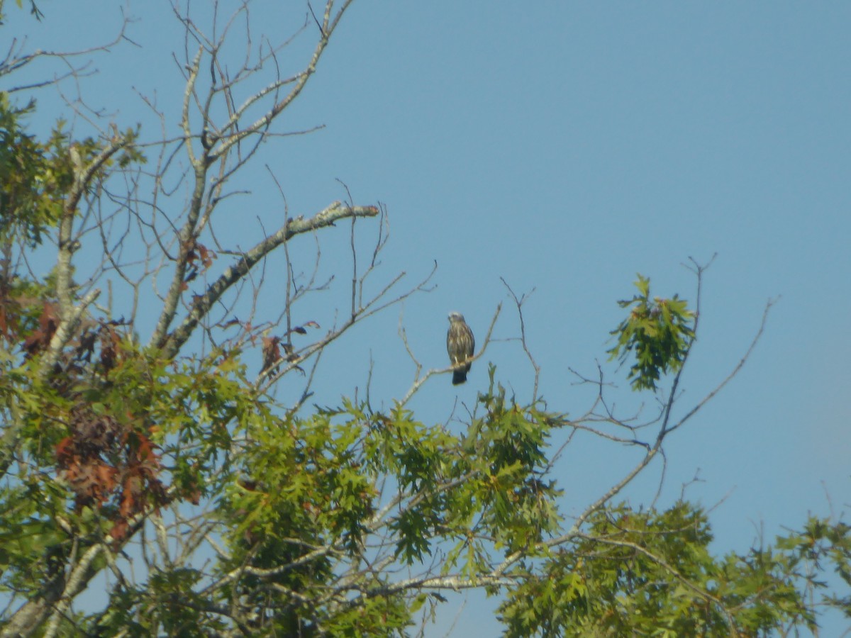 Mississippi Kite - ML640502231