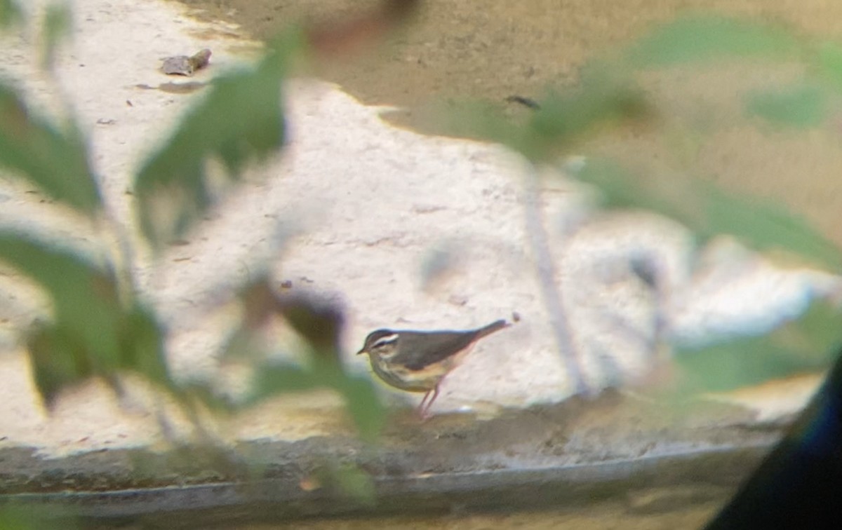 Louisiana Waterthrush - ML640502232