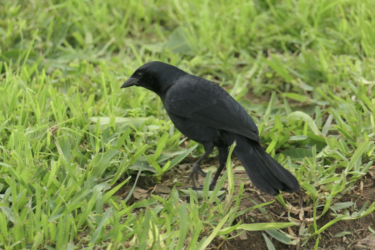 Scrub Blackbird - ML640502256