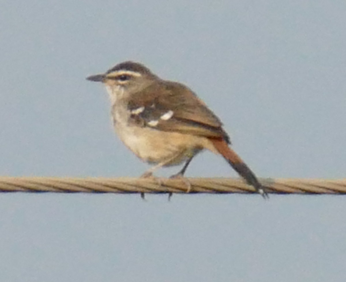 Brown-backed Scrub-Robin - ML640502266