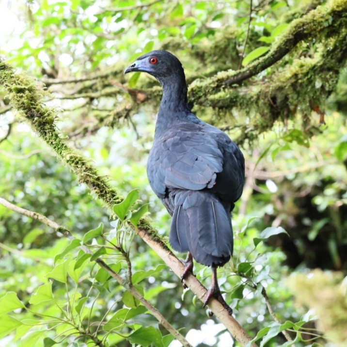 Schwarzguan - ML640502278
