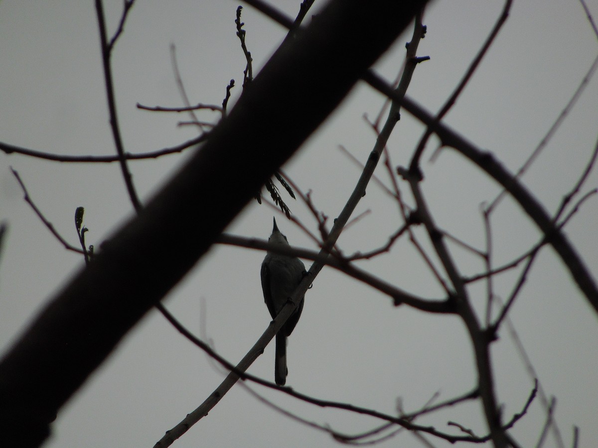 Tropical Gnatcatcher - ML640502293