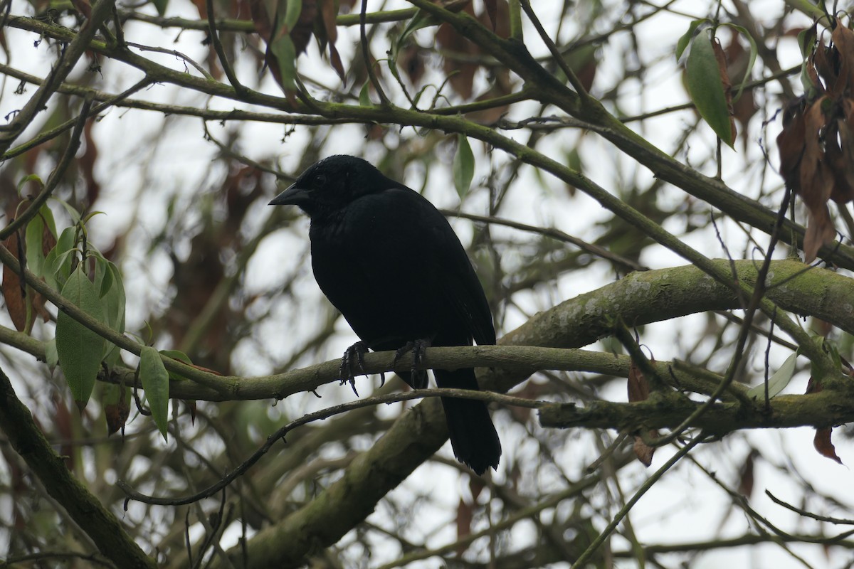 Scrub Blackbird - ML640502298