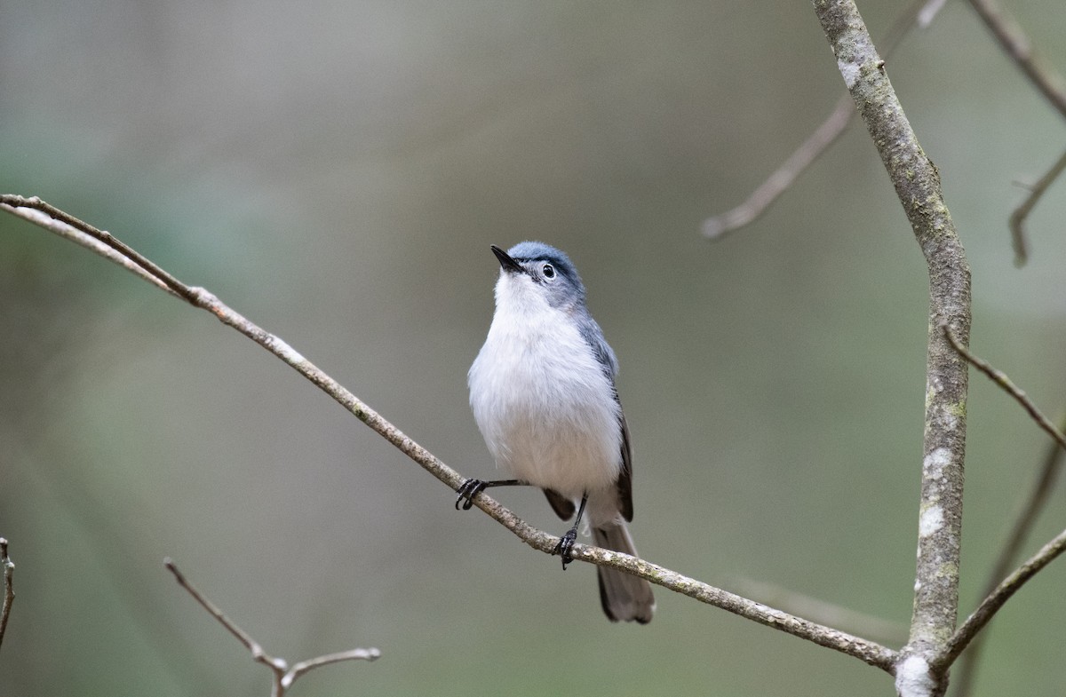 Blue-gray Gnatcatcher - ML640502380