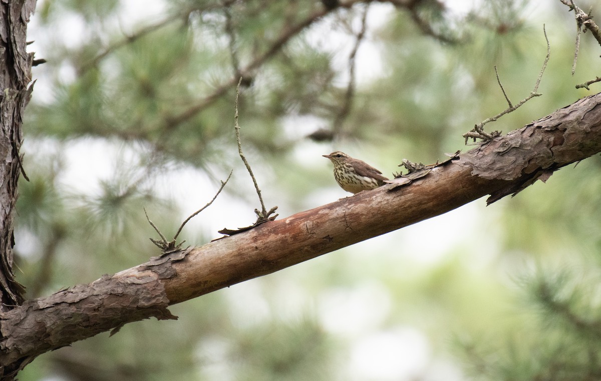 Northern Waterthrush - ML640502385