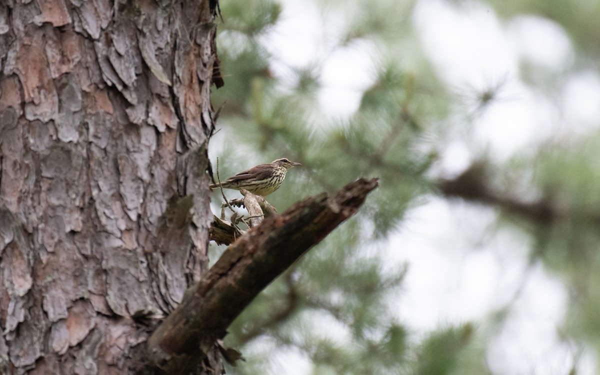 Northern Waterthrush - ML640502386