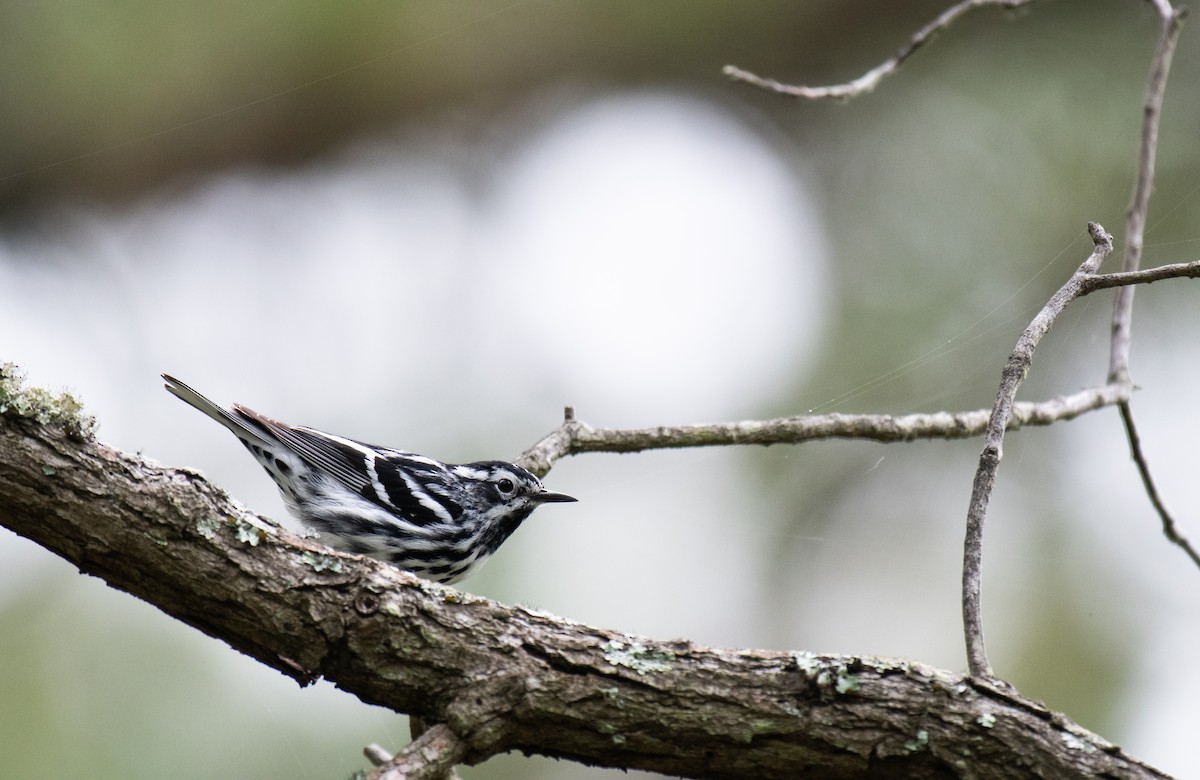 Black-and-white Warbler - ML640502402
