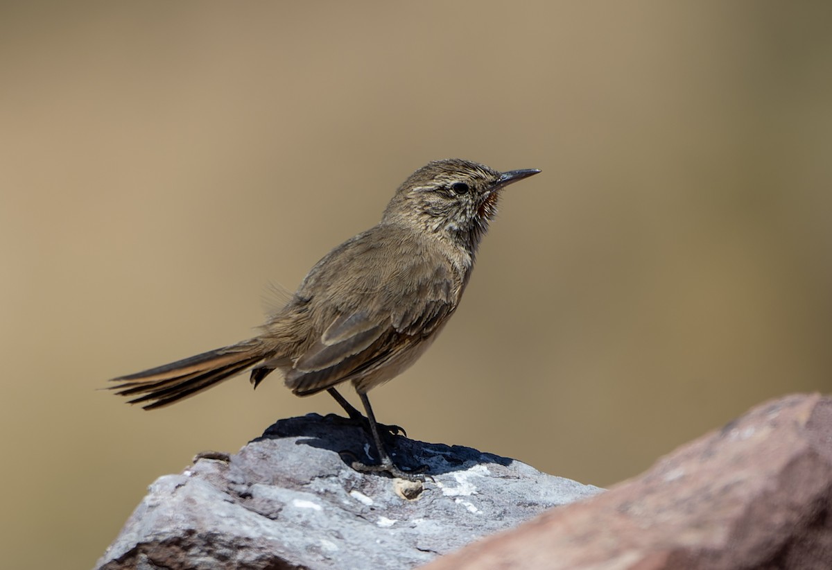 Cordilleran Canastero - ML640502404