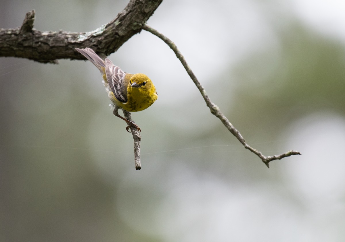 Pine Warbler - ML640502408