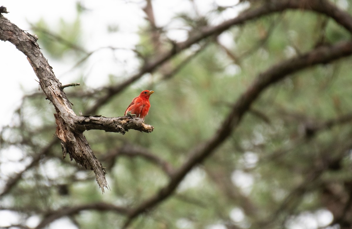 Summer Tanager - ML640502414
