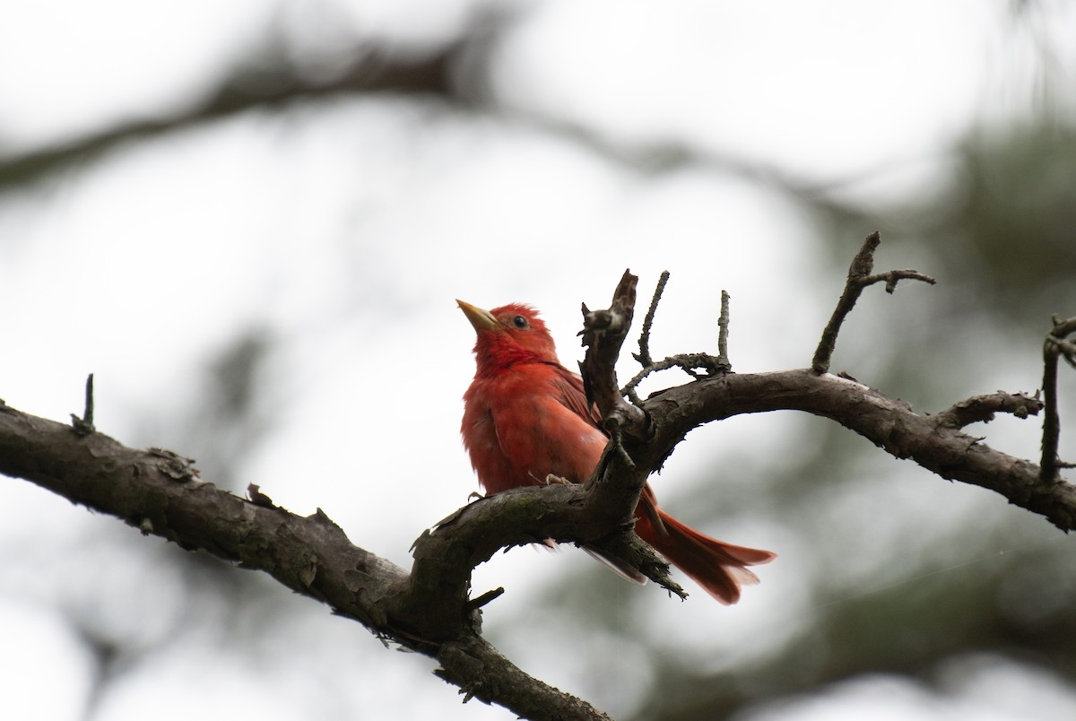 Summer Tanager - ML640502417