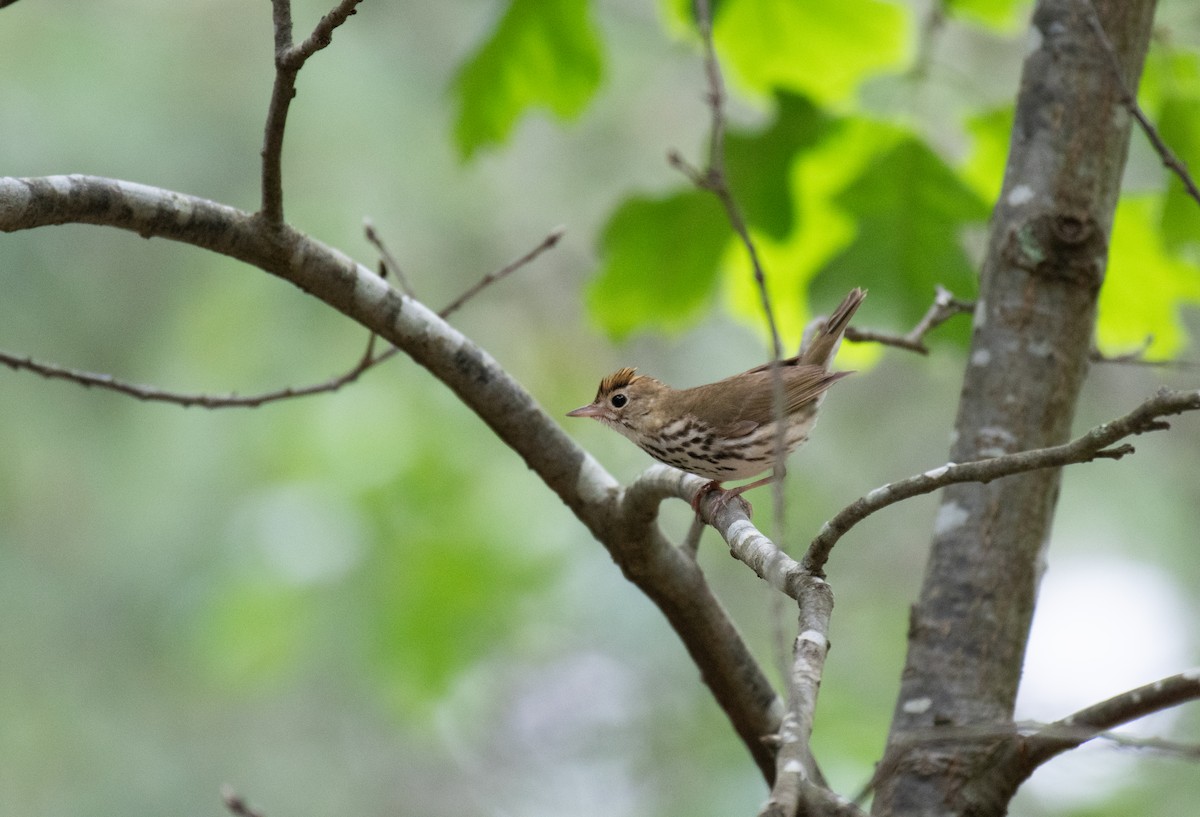 Ovenbird - ML640502422