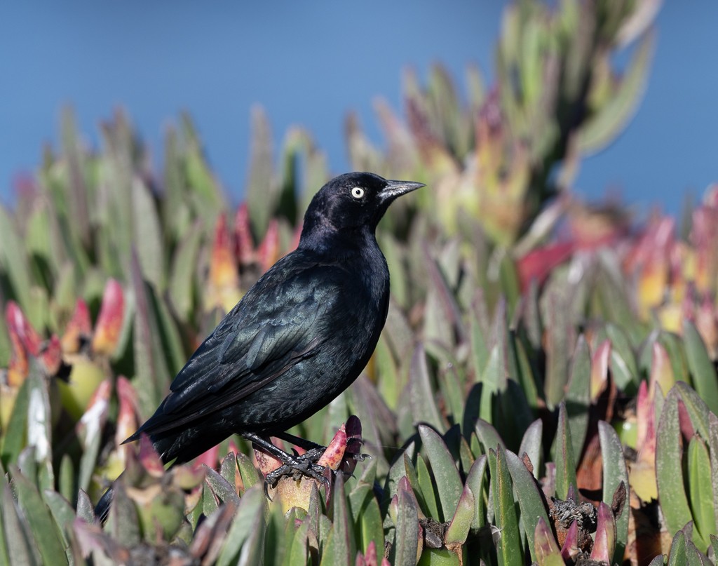 Brewer's Blackbird - ML640502428
