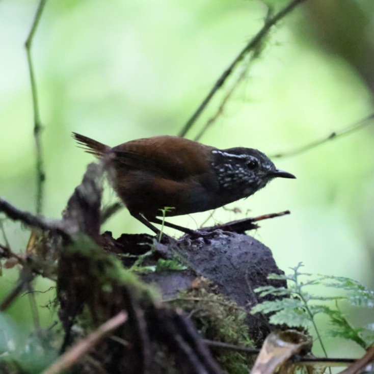 Gray-breasted Wood-Wren - ML640502434