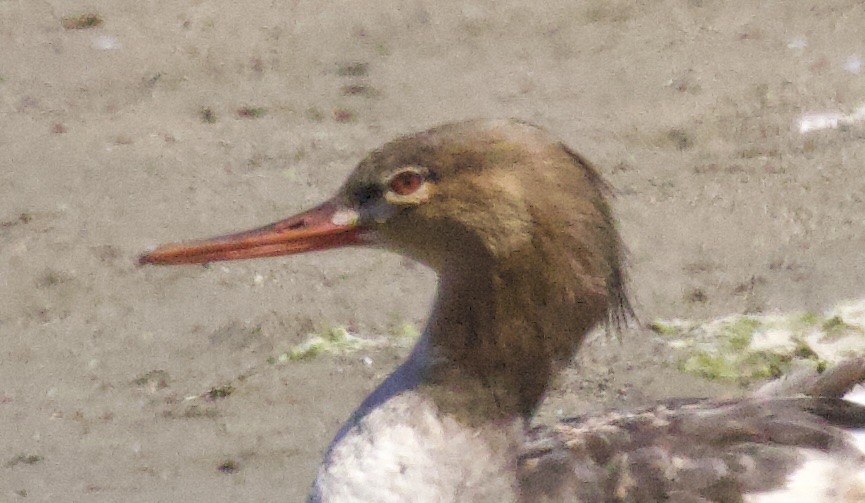 紅胸秋沙 - ML640502450