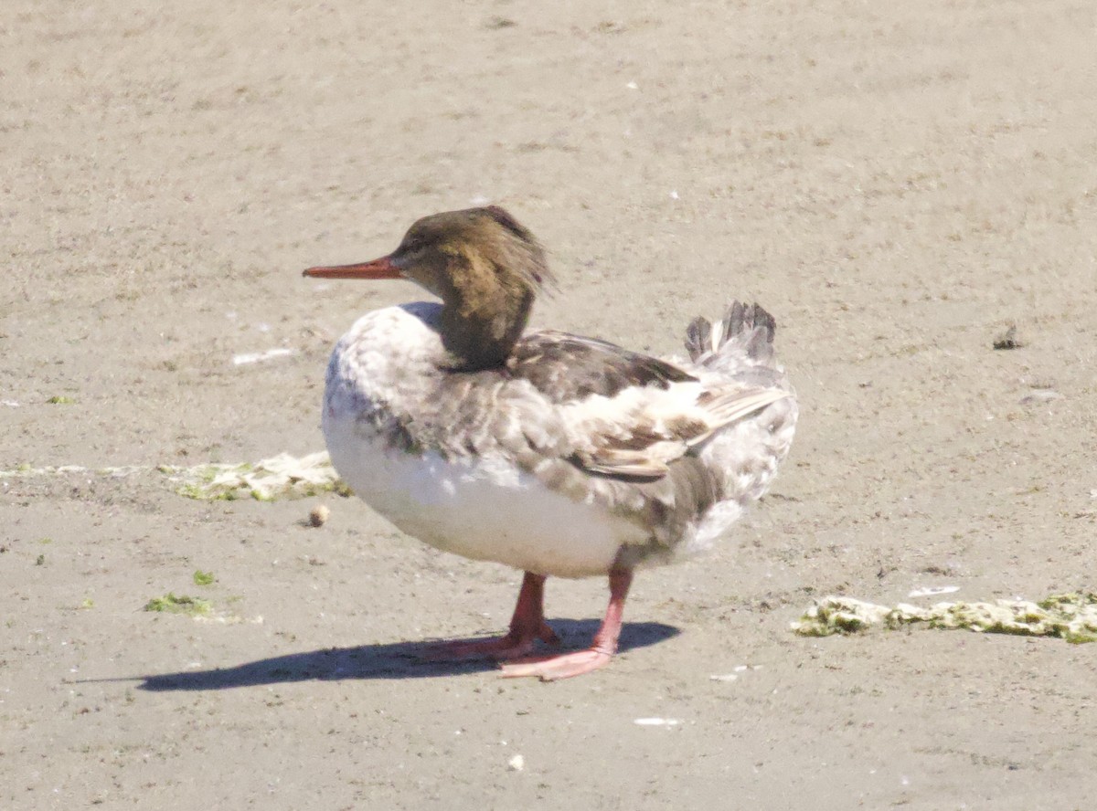 紅胸秋沙 - ML640502451