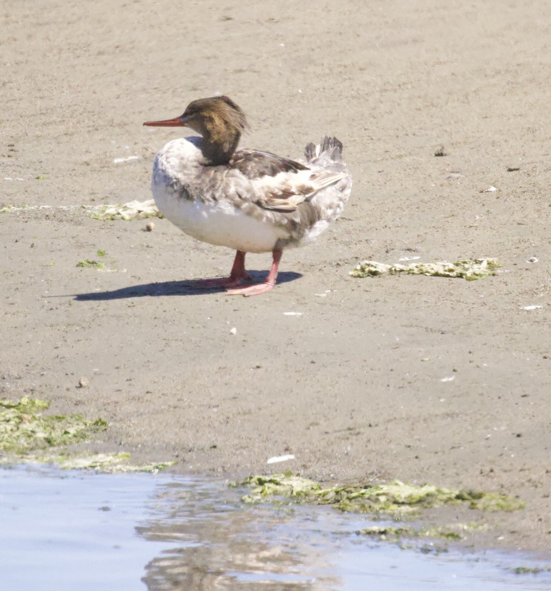 紅胸秋沙 - ML640502452