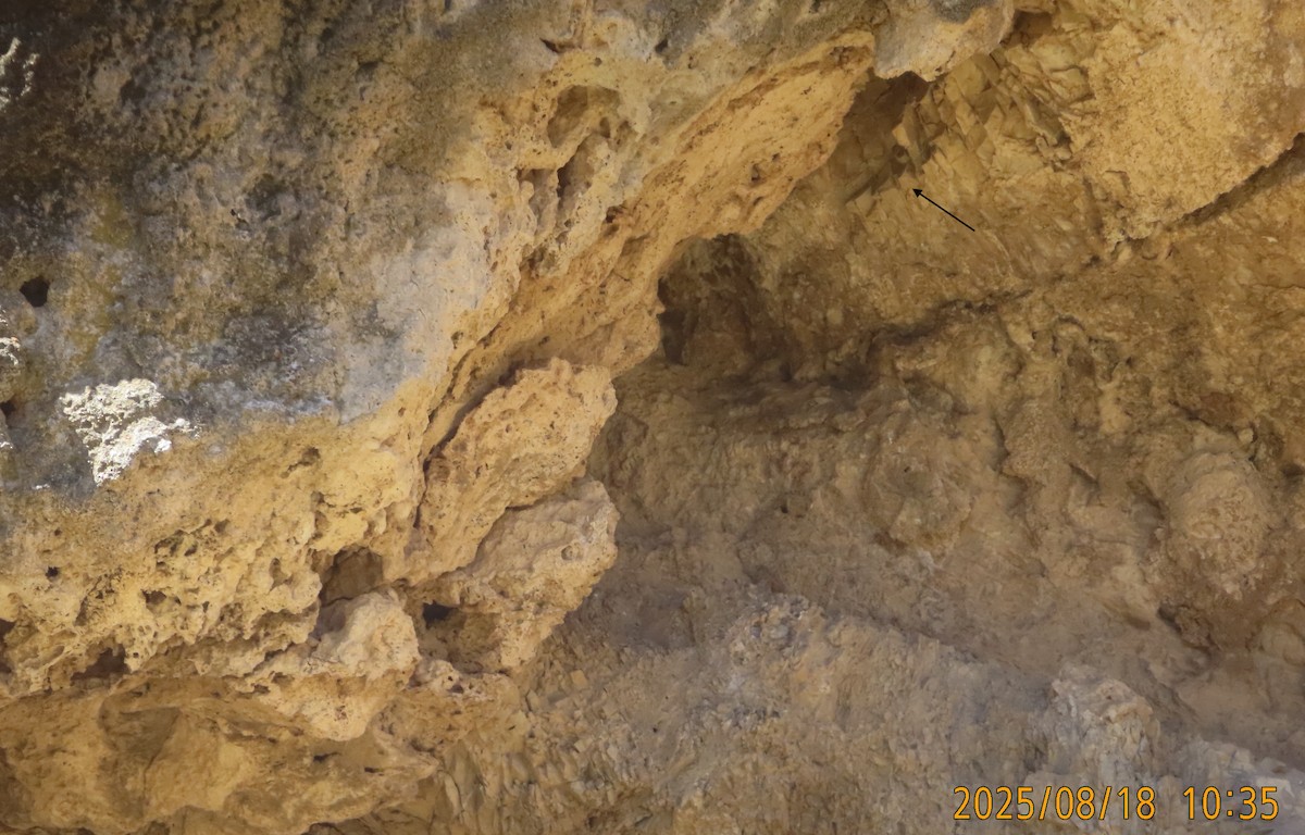 White-throated Swift - ML640502538