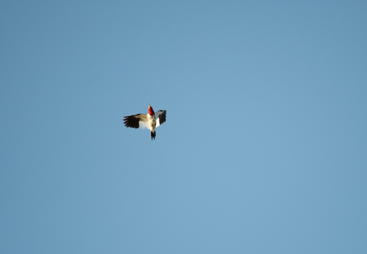 Red-headed Woodpecker - ML640502678