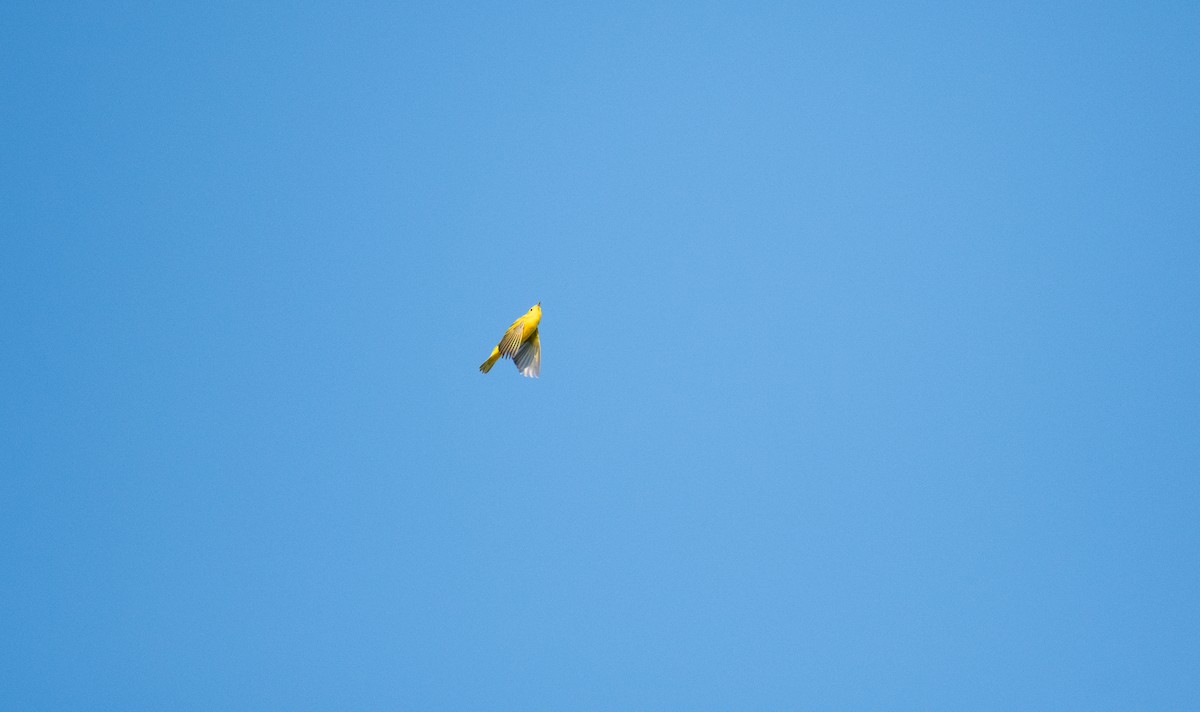 Northern Yellow Warbler - ML640502687