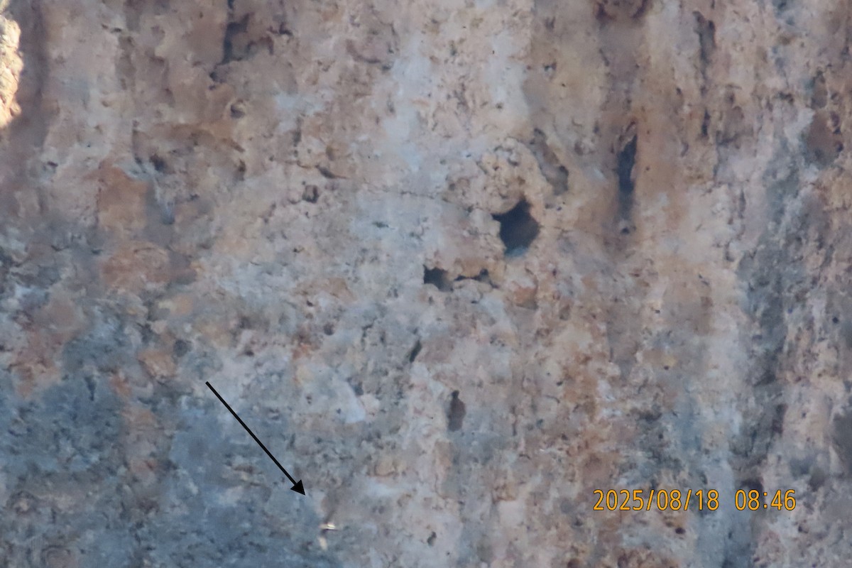 White-throated Swift - ML640502695