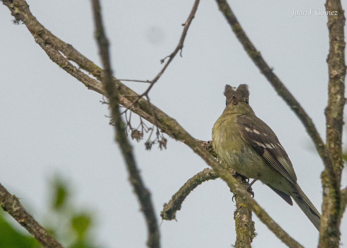 Sierran Elaenia - ML640502806