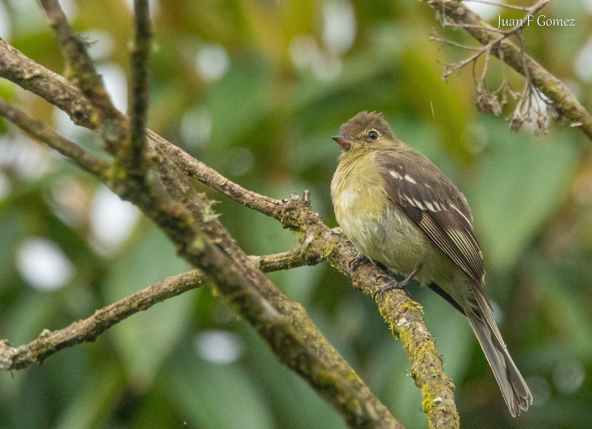 Sierran Elaenia - ML640502807
