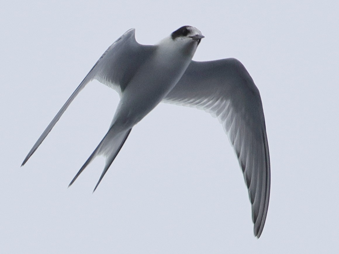 Common/Arctic Tern - ML640502808