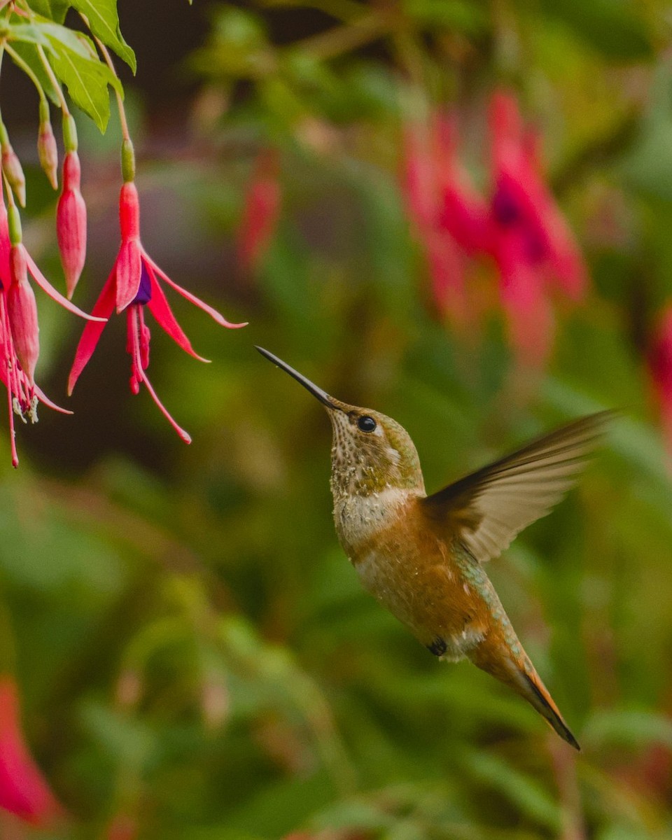 Rufous Hummingbird - ML640502841