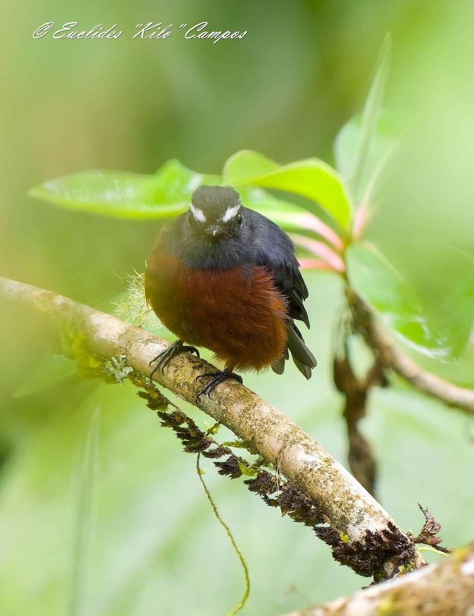 Chestnut-bellied Chat-Tyrant - ML640502888