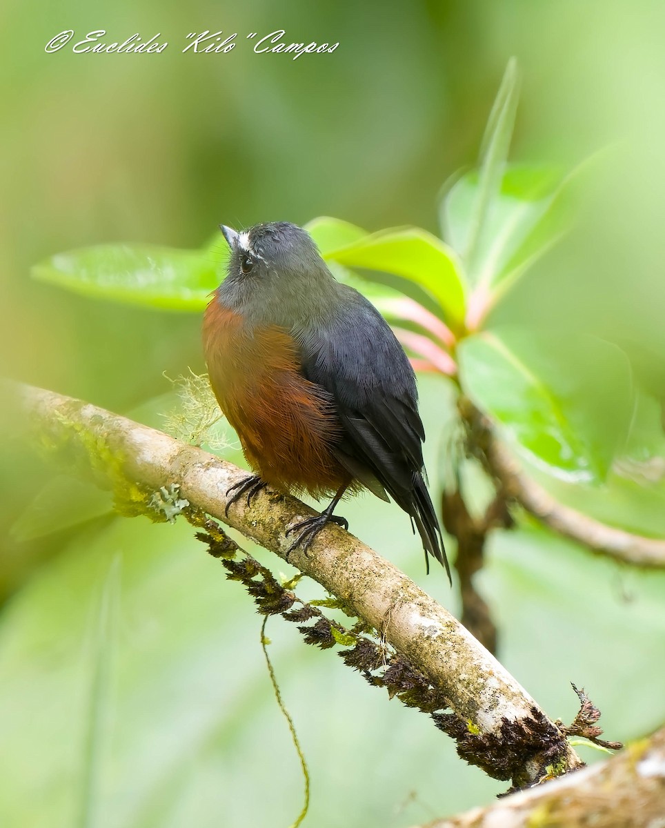 Chestnut-bellied Chat-Tyrant - ML640502889