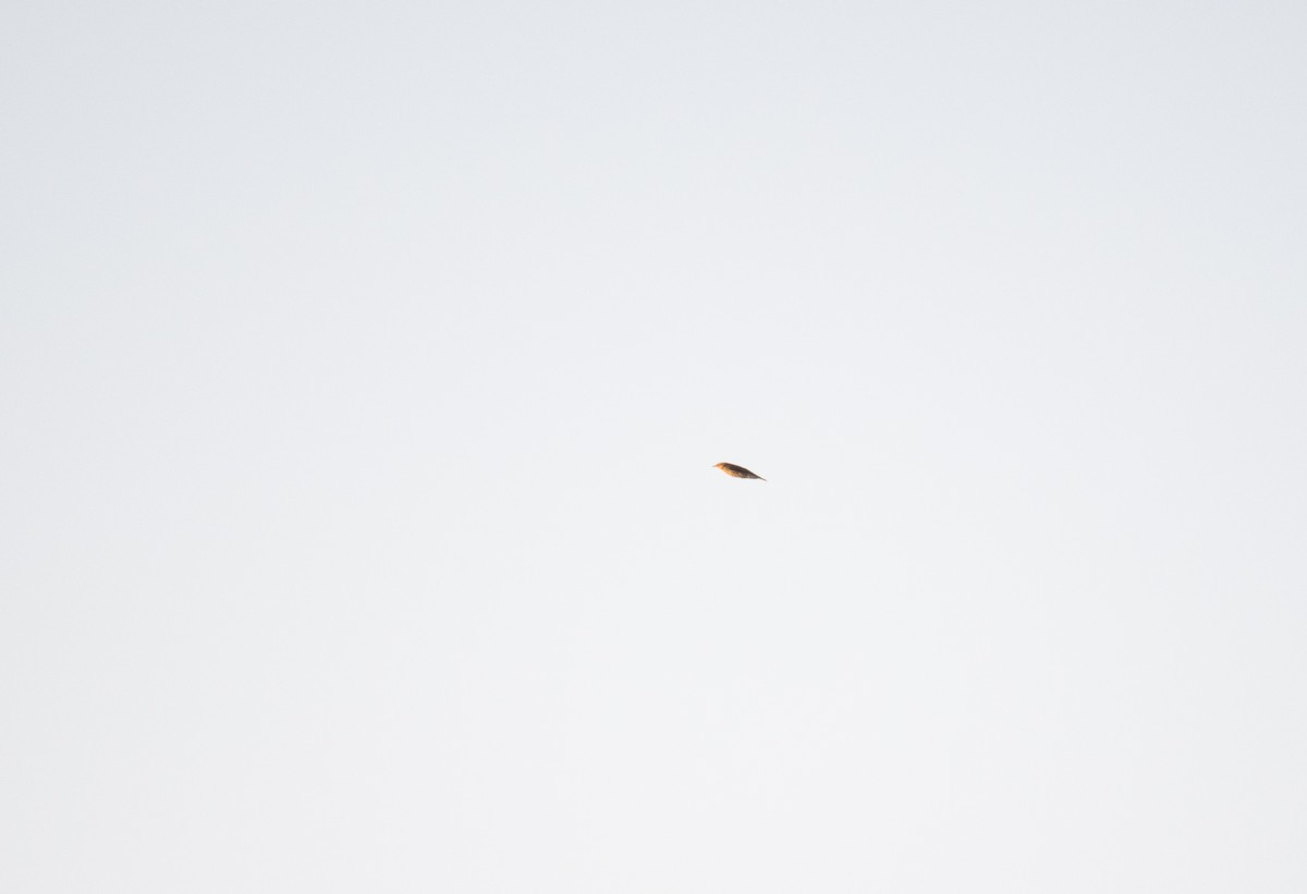 Louisiana Waterthrush - ML640502897