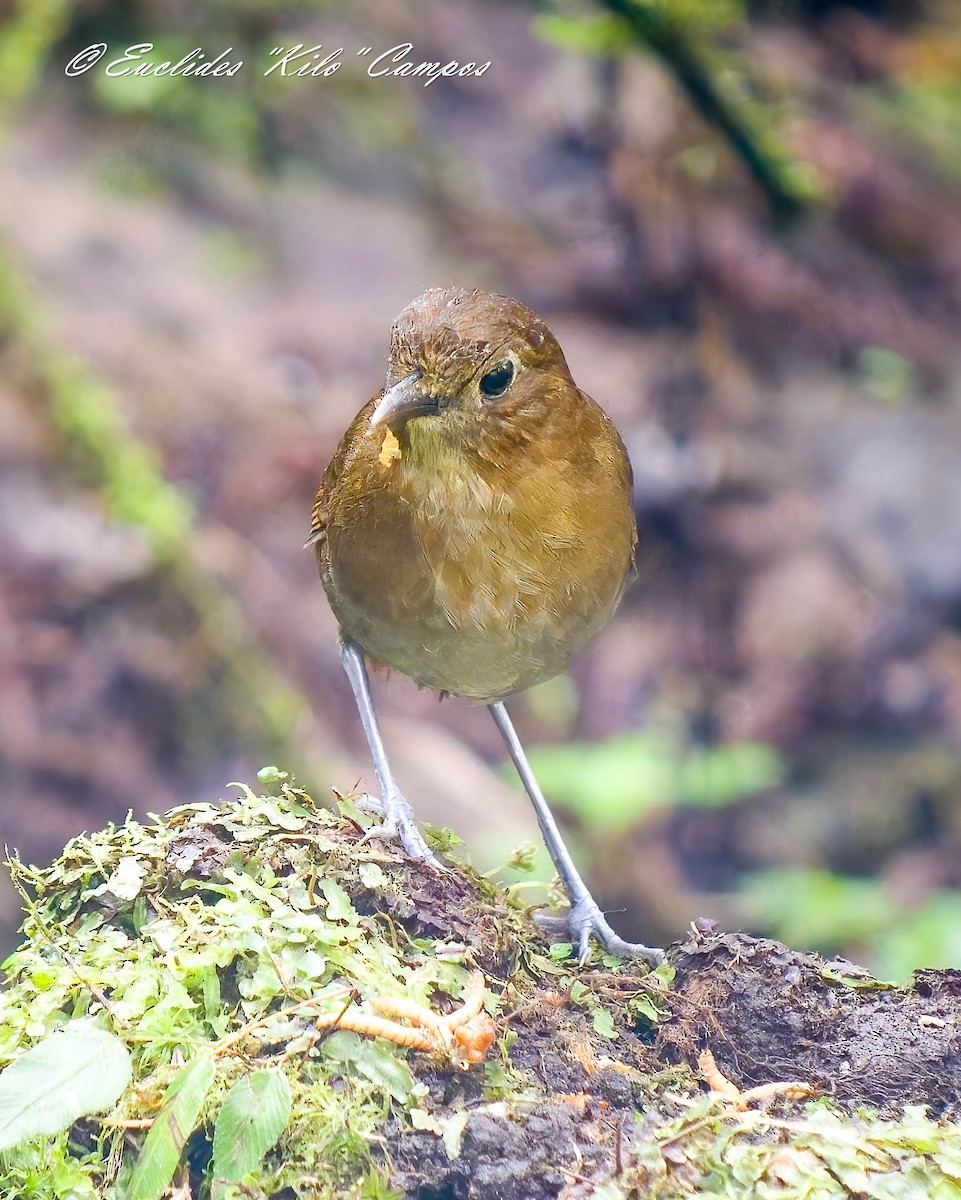 Brown-banded Antpitta - ML640502993