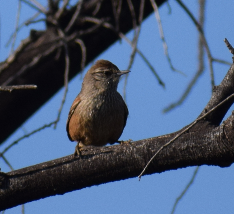 Dusky-tailed Canastero - ML640503055