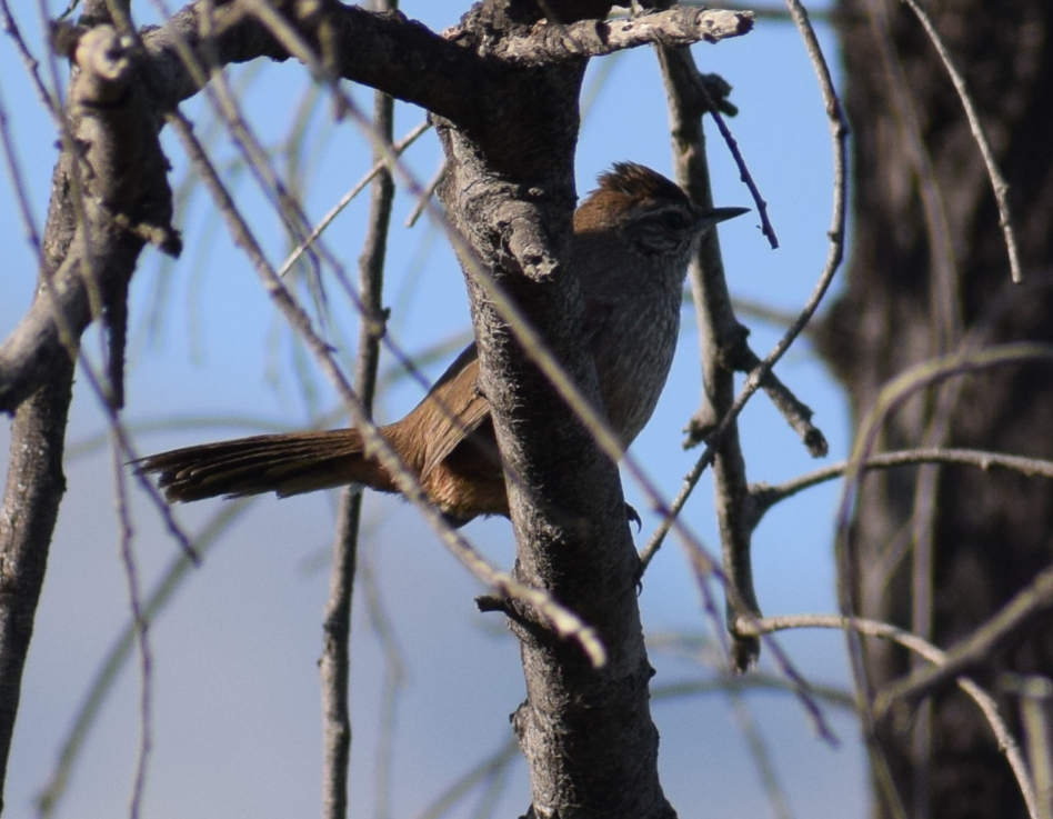 Dusky-tailed Canastero - ML640503056