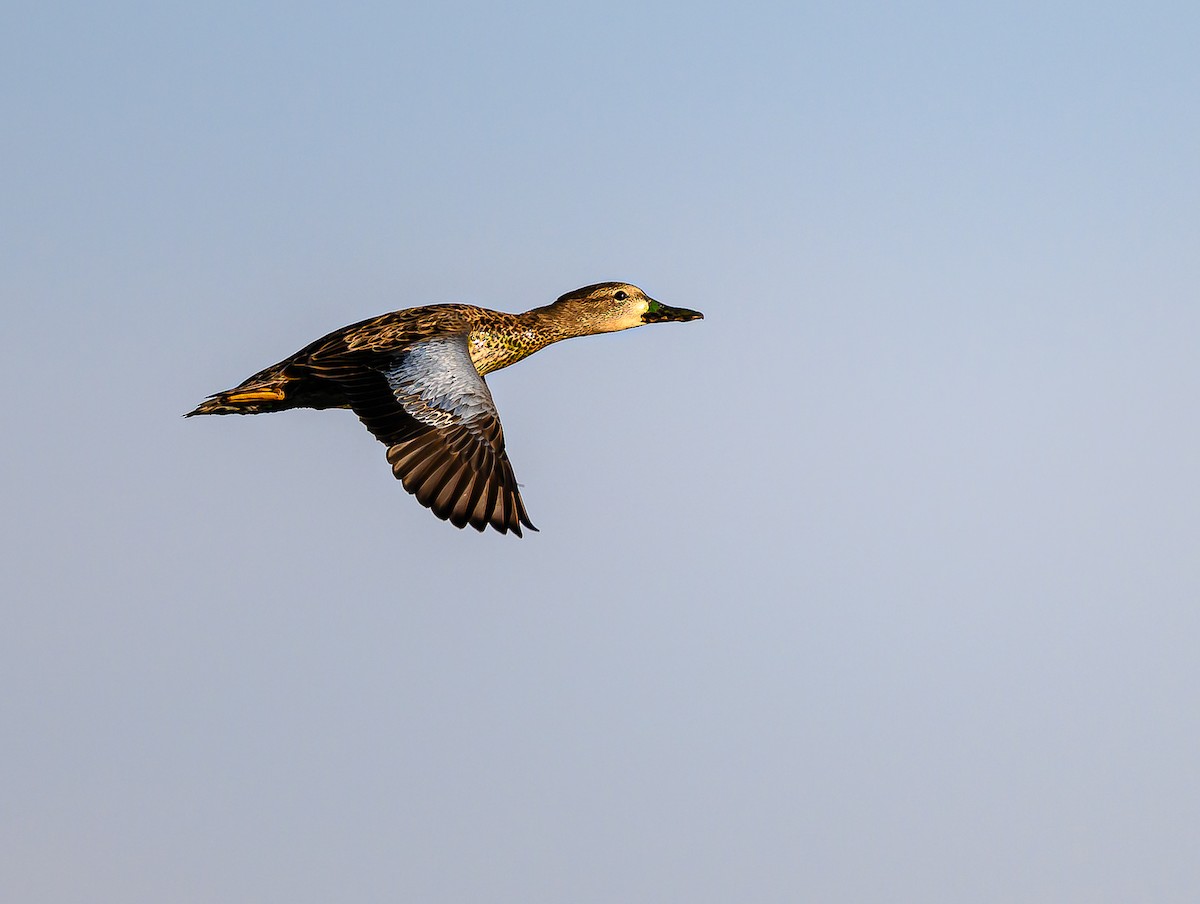 Blue-winged Teal - ML640503217