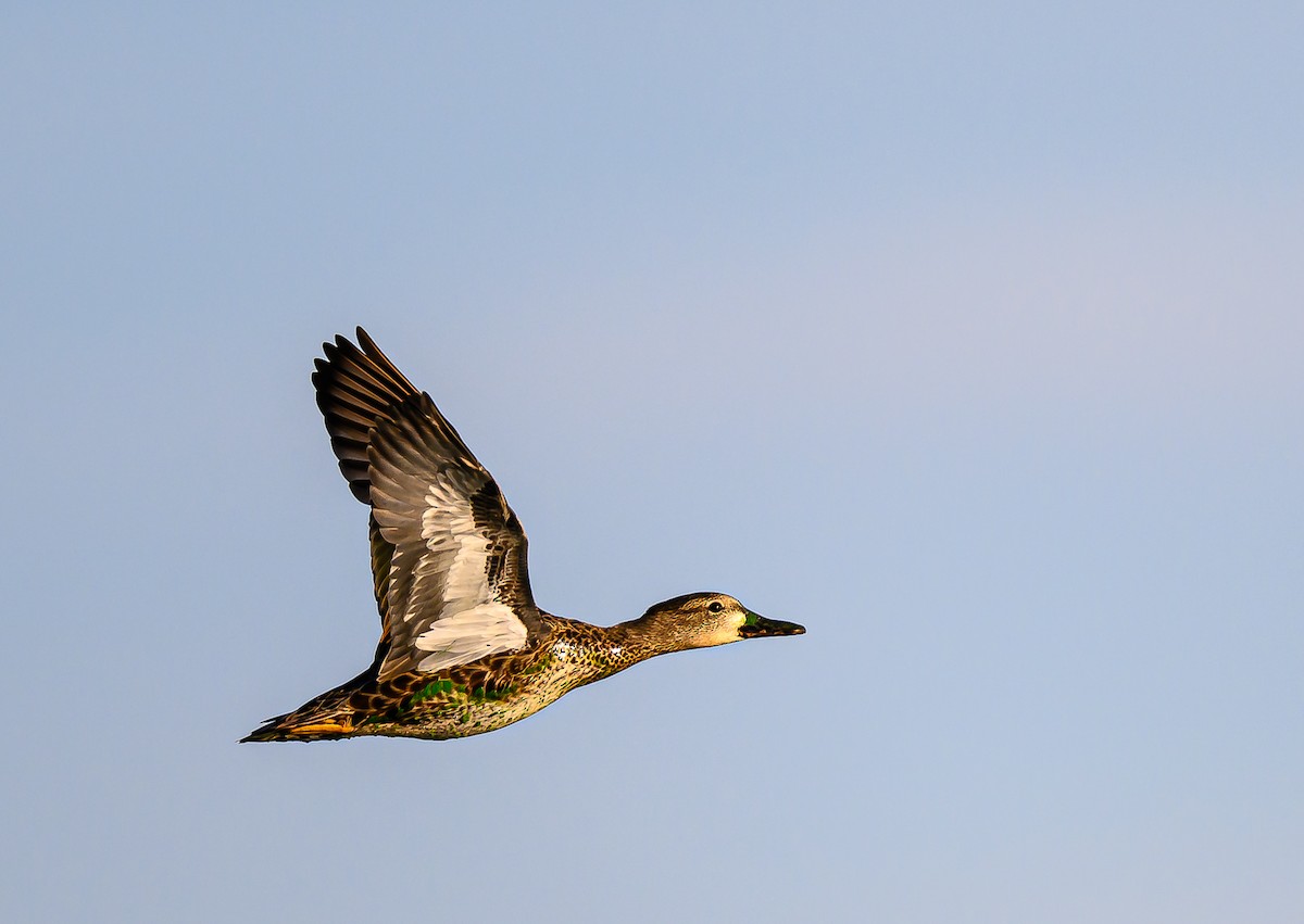 Blue-winged Teal - ML640503218