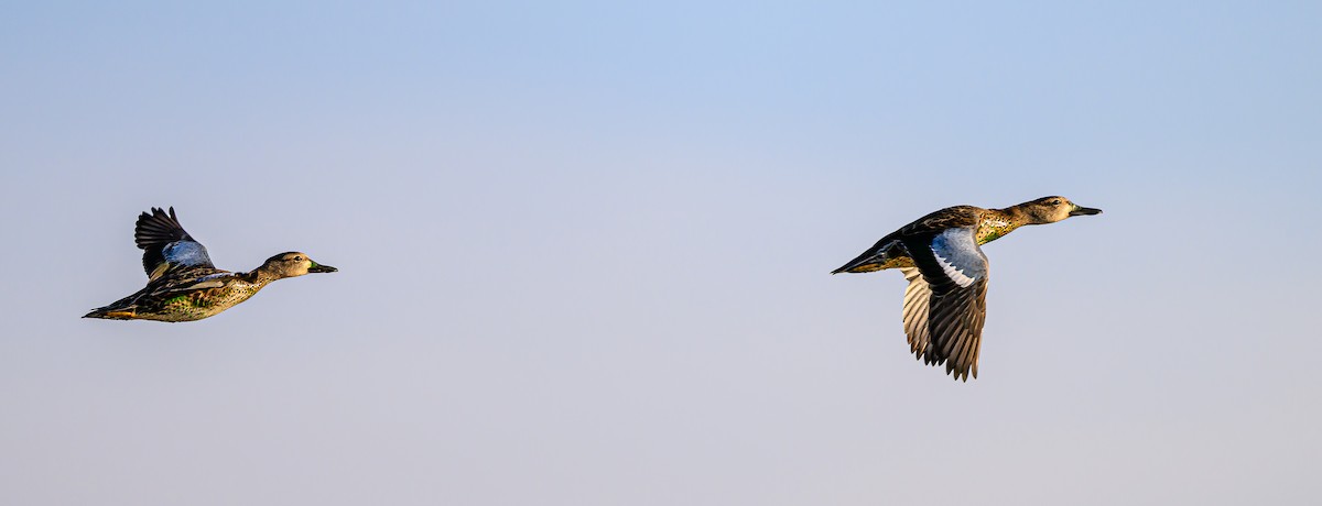 Blue-winged Teal - ML640503219