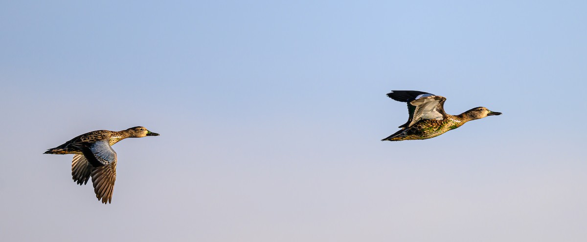 Blue-winged Teal - ML640503220