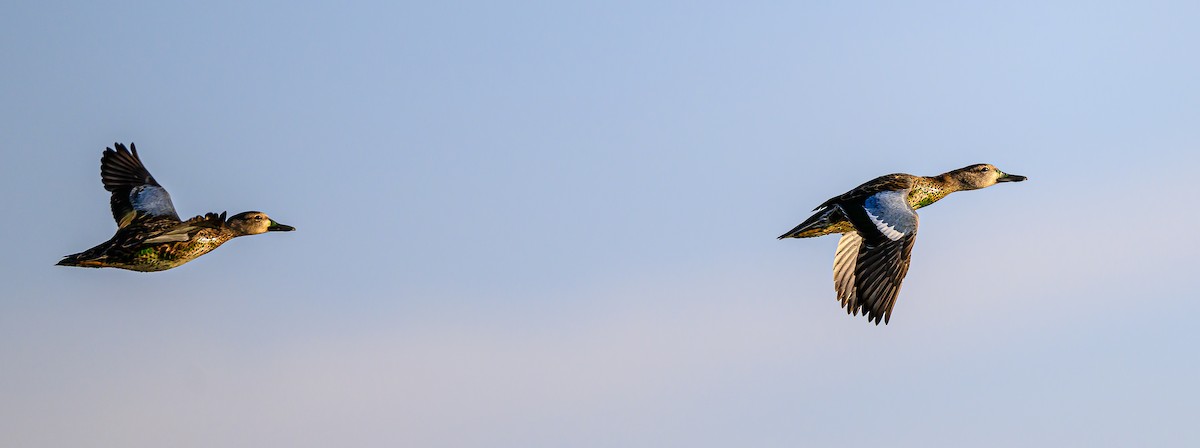 Blue-winged Teal - ML640503221