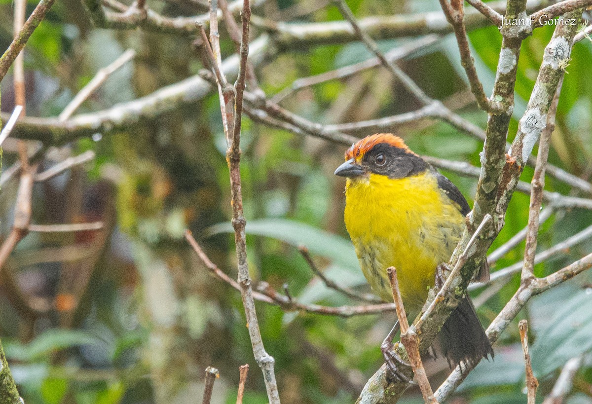 Yellow-breasted Brushfinch - ML640503228
