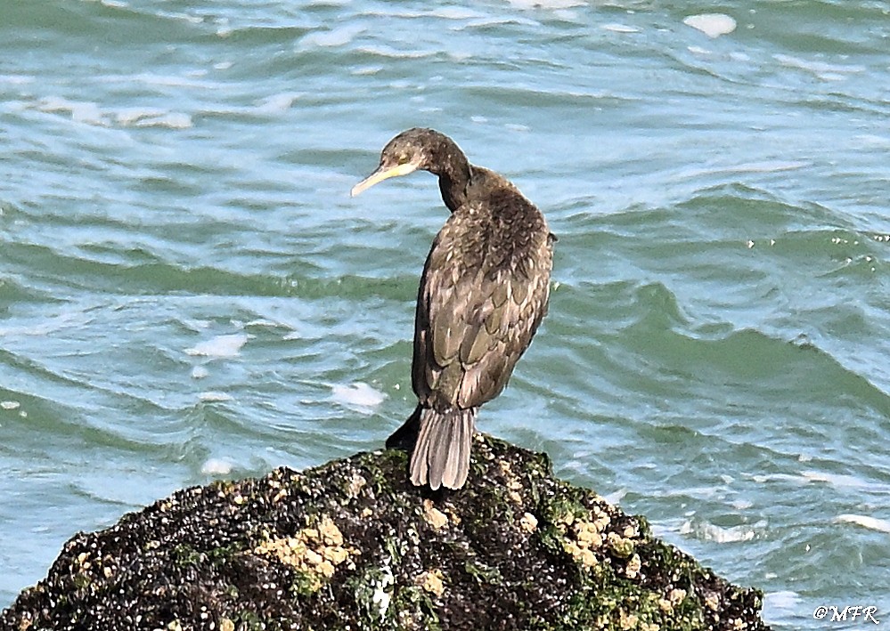 European Shag - ML640503239
