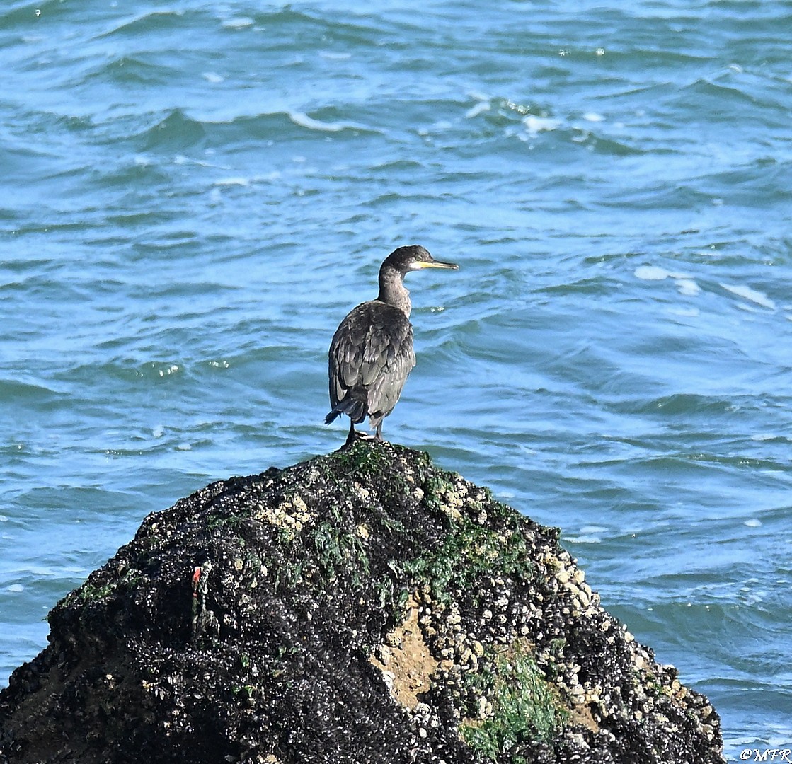 European Shag - ML640503240
