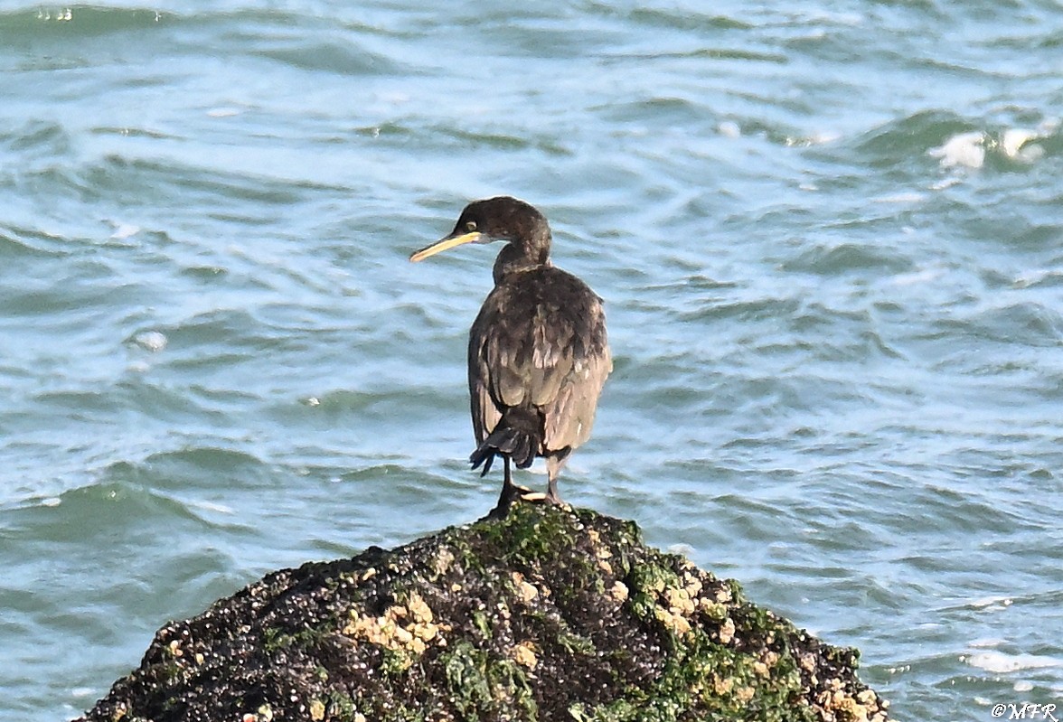 European Shag - ML640503241