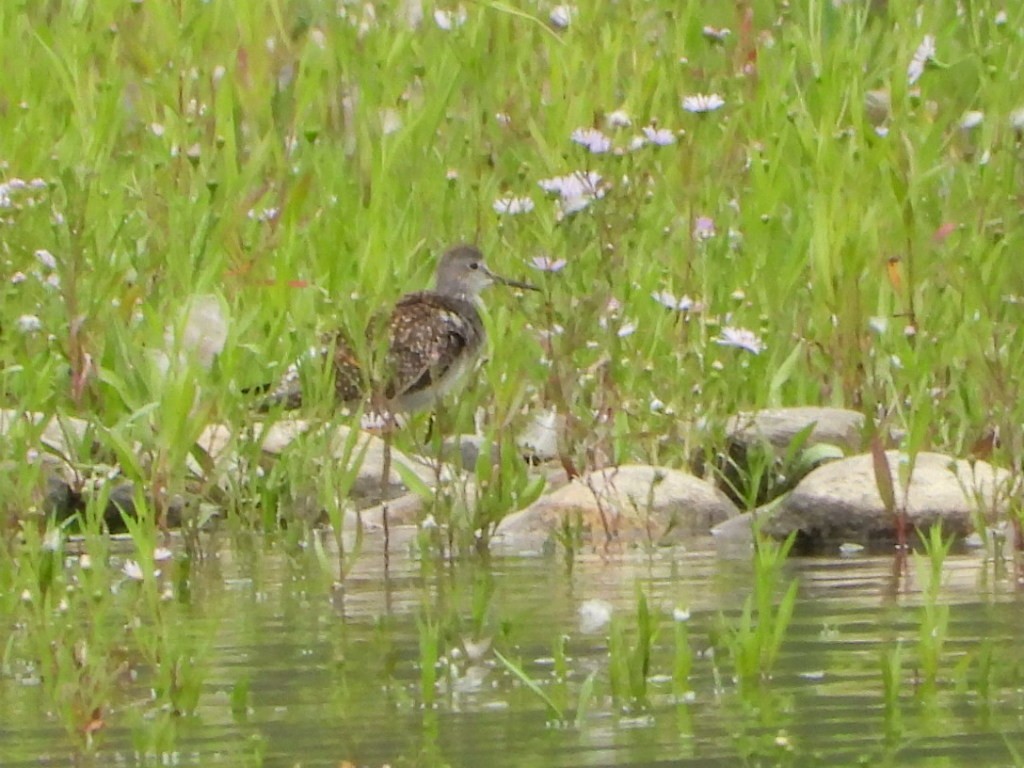 gulbeinsnipe/plystresnipe - ML640503484