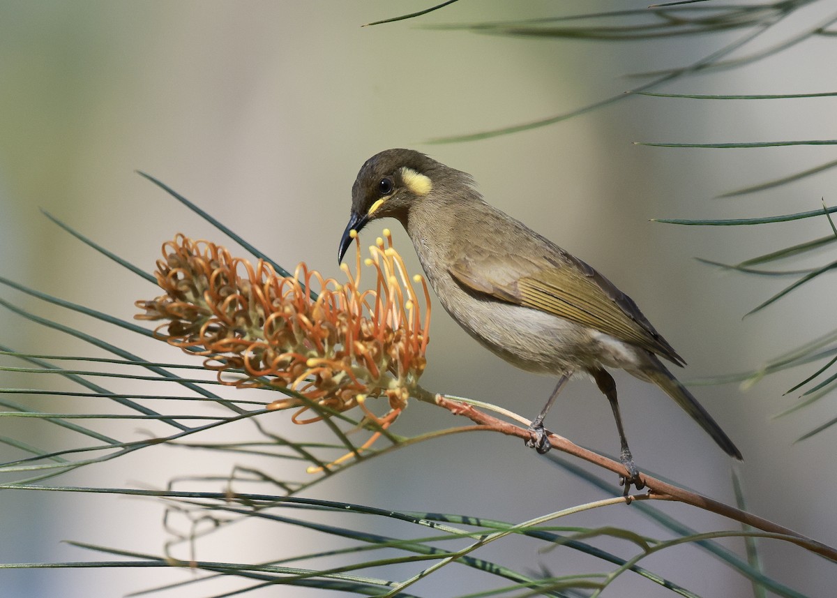 Cryptic Honeyeater - ML640503508