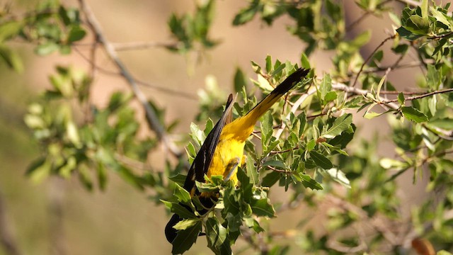 Scott's Oriole - ML640503640
