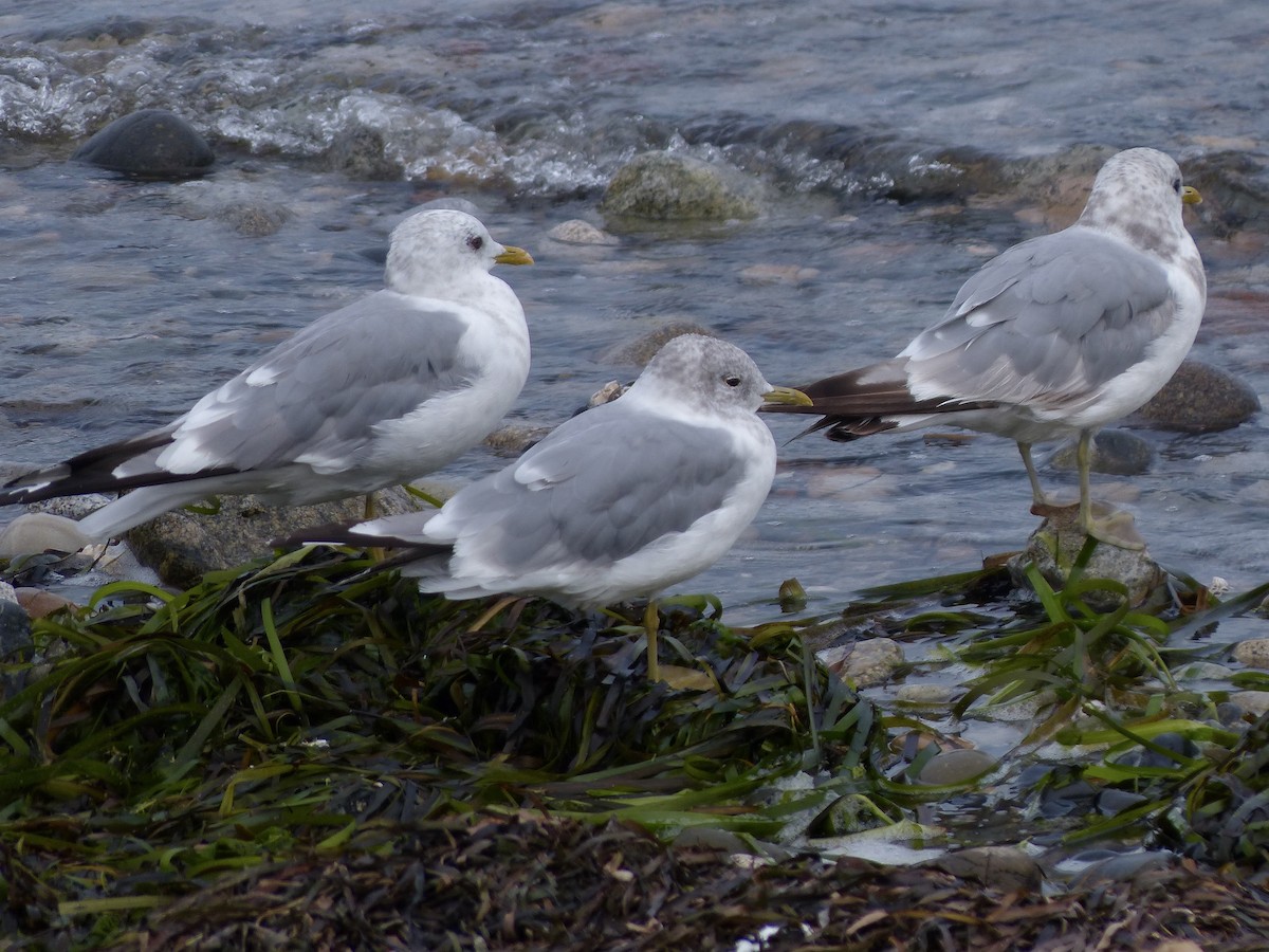 Short-billed Gull - ML640503702